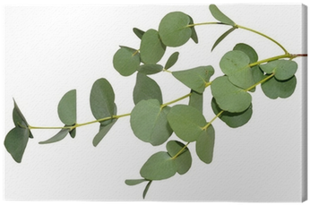 Eucalyptus Leaves (400x400), Png Download