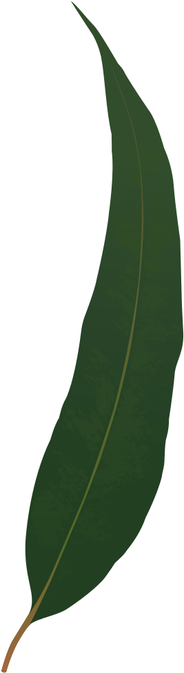 Gum Leaves Png - Tree (332x1000), Png Download