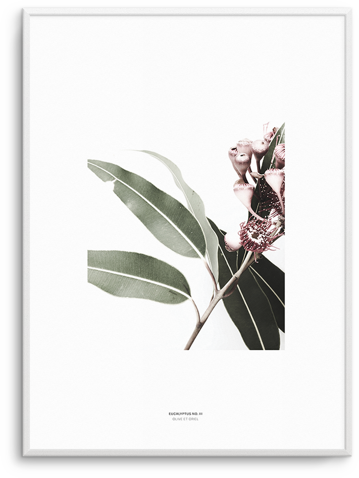 Eucalyptus No - - Flowering Gum Artprint (937x1181), Png Download