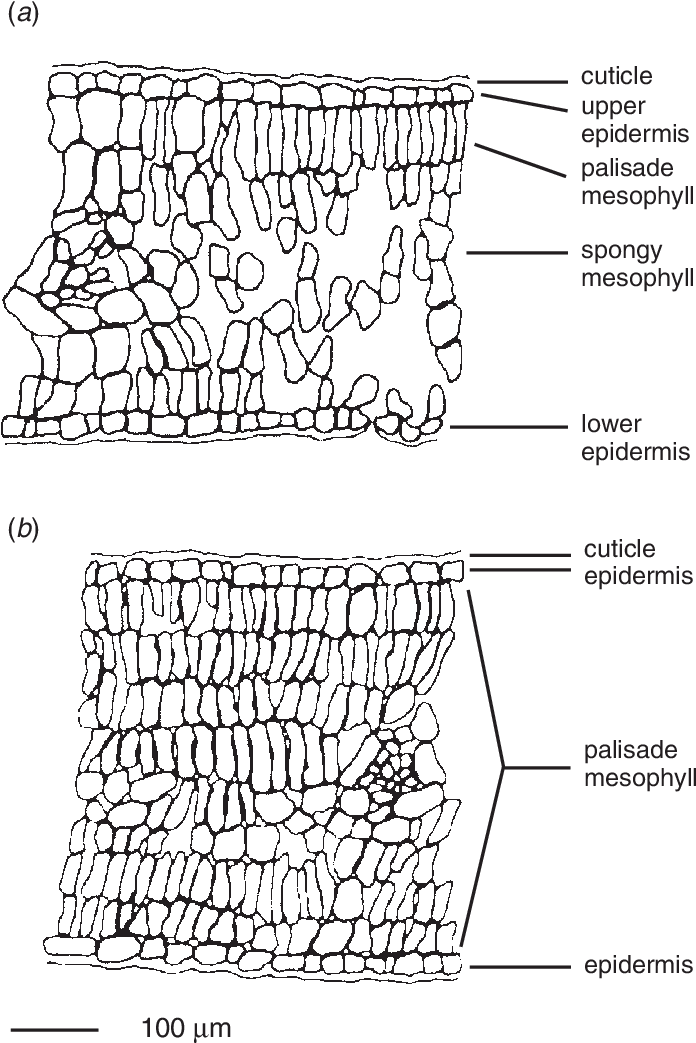 Cross-sections Of Juvenile And (b) Adult Eucalyptus - Eucalyptus Leaf Cross Section (697x1049), Png Download