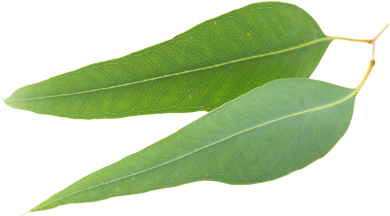 Clear Revive Eucalyptus Essential Oil I - Eucalipto Fondo Blanco (750x429), Png Download