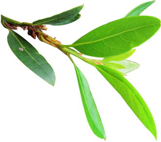 Bay Leaf Full Size Png Download Seekpng