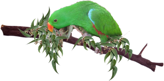 Diet Information - Parrot On Tree Png (551x282), Png Download