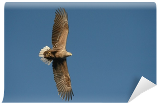 Hawk (400x400), Png Download