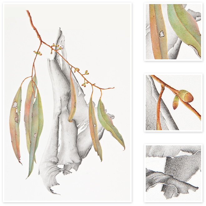 Botanical Illustration (660x660), Png Download