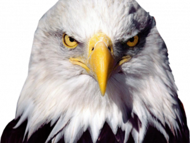 Bald Eagle Png Transparent Images - American Eagle Transparent (640x480), Png Download