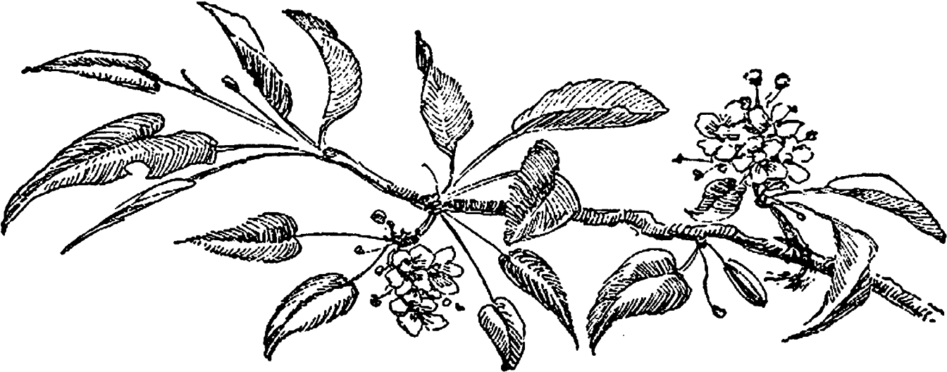 Botanical Art Image Hyacinth Flower Illustration Png - Drawing (1600x750), Png Download