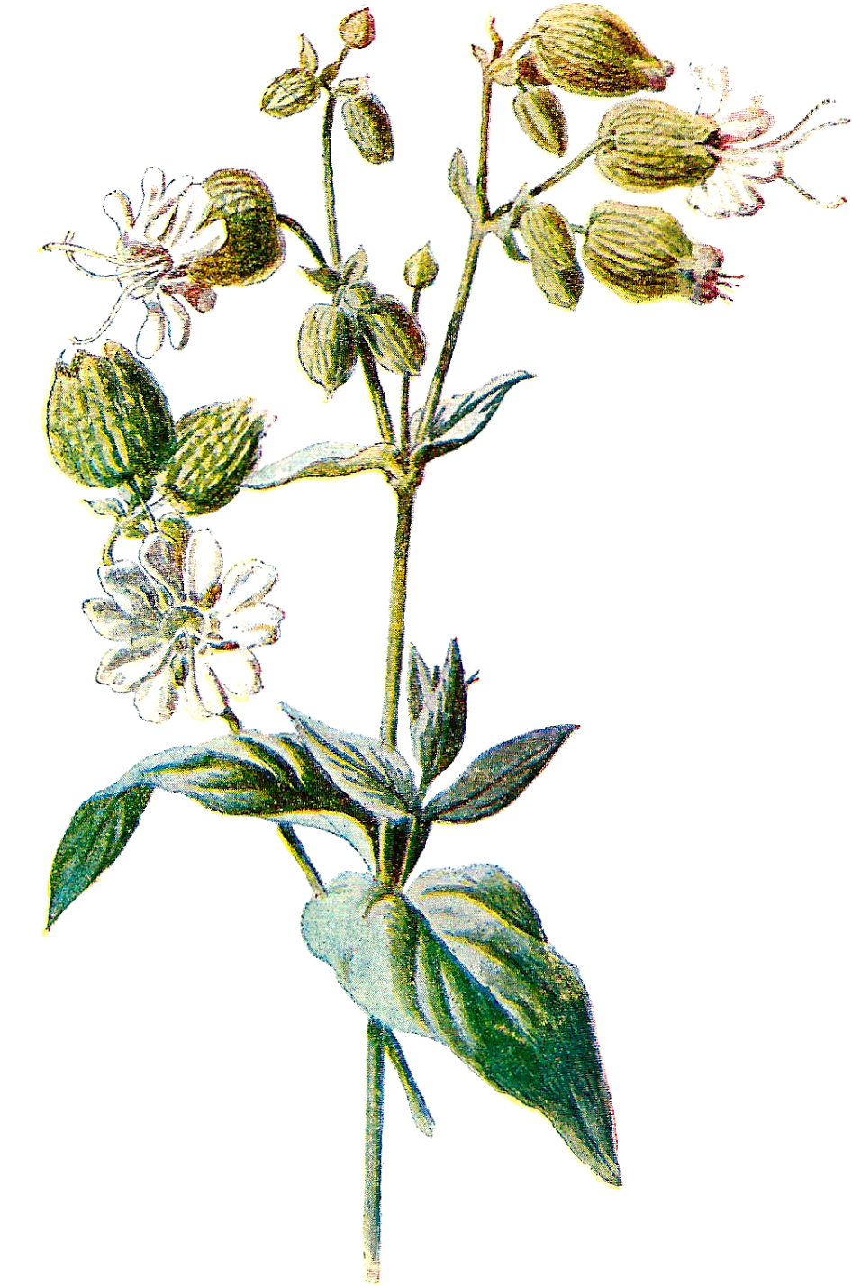Vintage Flower Illustration Png - Antique Print Of Old Wild Flower Bladder Campion Color (1069x1600), Png Download