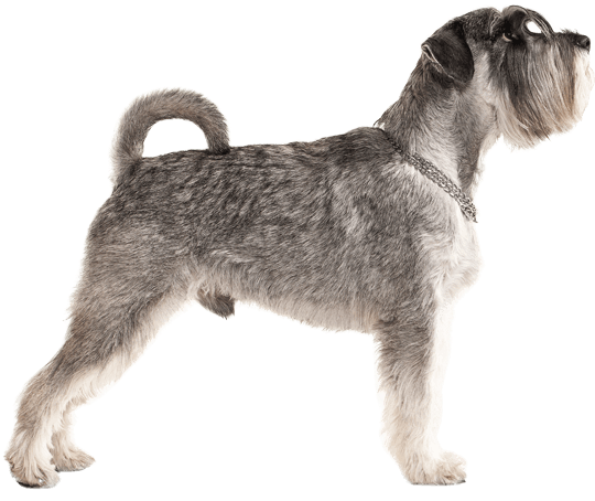 Appearance Of Miniature Schnauzer - Miniature Schnauzer Png (567x489), Png Download
