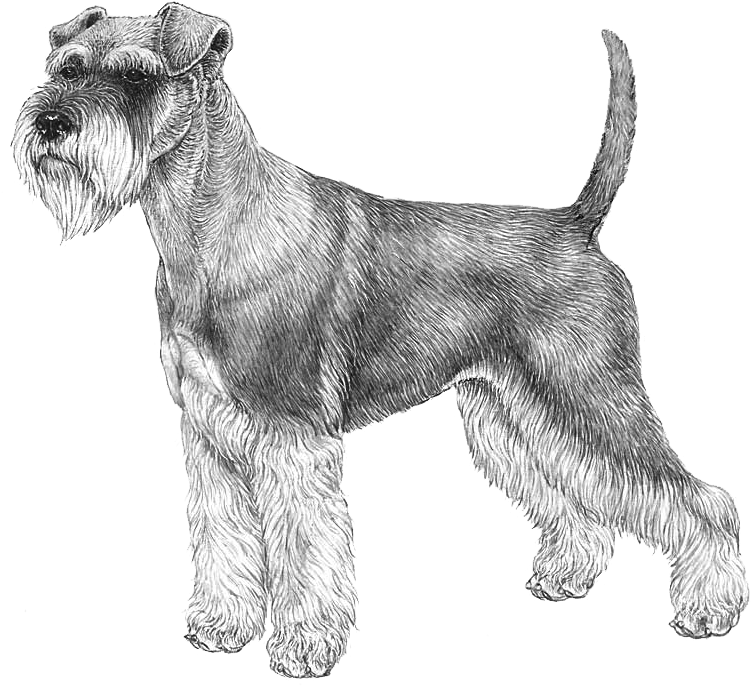 Schnauzer, Miniature - Norwegian Elkhound Outline (800x800), Png Download