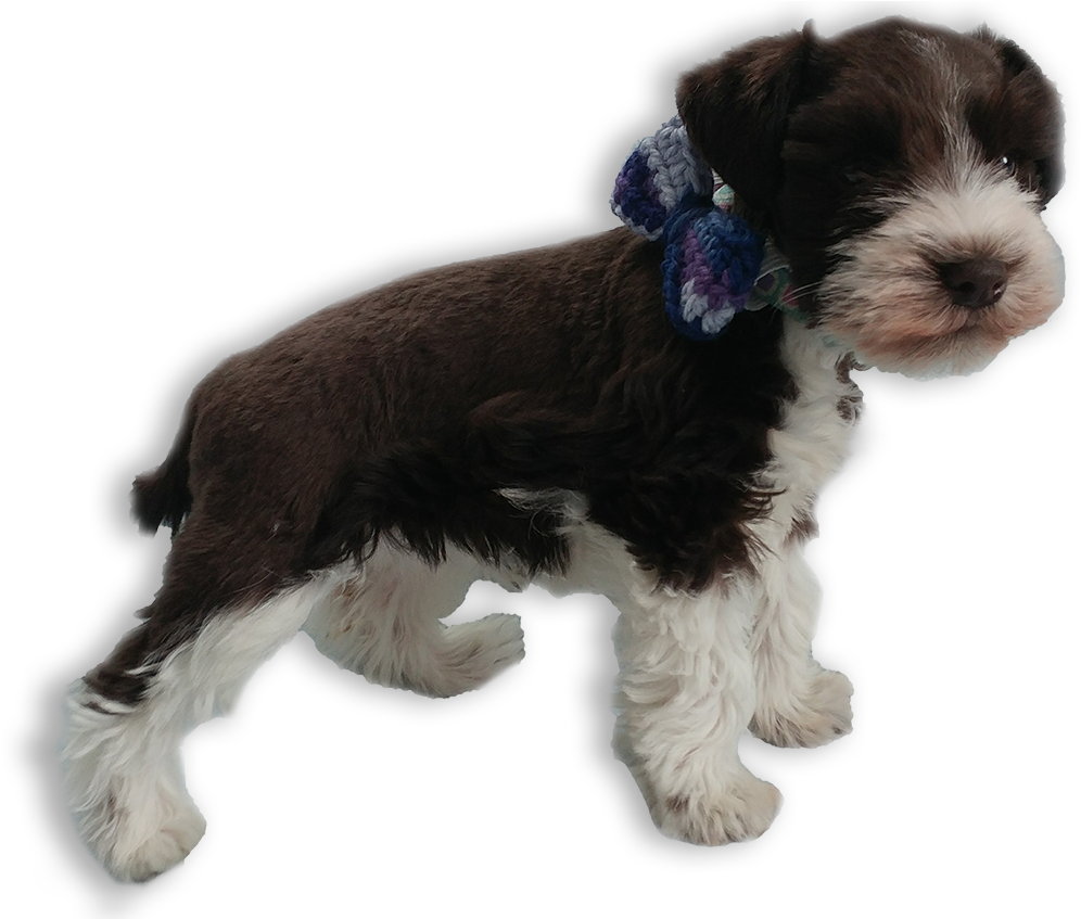 Puppy-schnauzer - Companion Dog (1100x846), Png Download