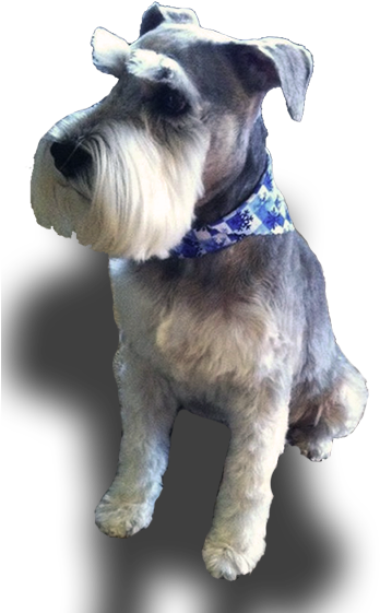 Schnauzer - Standard Schnauzer (360x566), Png Download