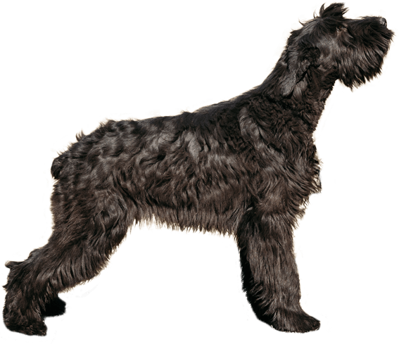 Appearance Of Giant Schnauzer - Giant Schnauzer (567x489), Png Download