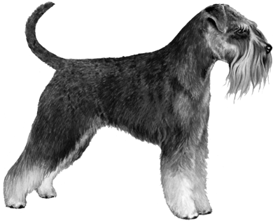 Standard Schnauzer - B&w - Standard Schnauzer (450x360), Png Download