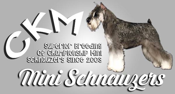 *ckm Miniature Schnauzers Are My Sister's Beautiful - Standard Schnauzer (600x321), Png Download