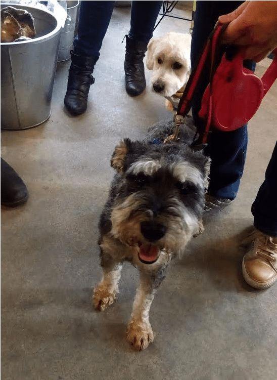 This Is Rambo, He Is A 3 Year Old Schnauzer And A Neutered - Miniature Schnauzer (800x750), Png Download