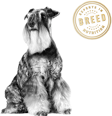 Health Is Unique For Each Breed - Miniature Schnauzer (413x426), Png Download