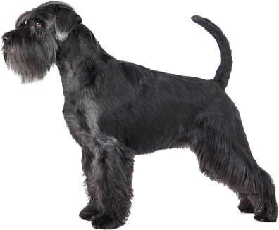The Miniature Schnauzer Is A Lovable Rascal In Gentleman's - Schnauzer Dog (564x400), Png Download