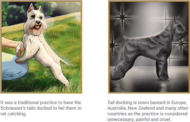 Miniature Schnauzer (658x449), Png Download