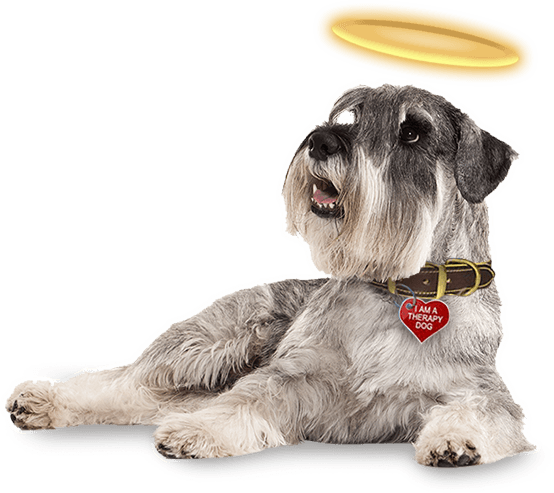Be An Angel - Miniature Schnauzer (554x493), Png Download