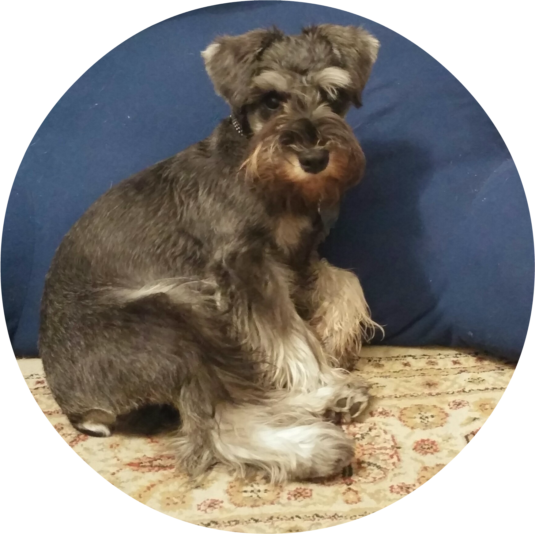 Xena In Circle 5 Months W=424&h=450 - Miniature Schnauzer (1869x1987), Png Download
