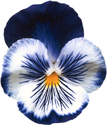 I Made A Transparent Pansy - Pansy Flower (500x500), Png Download