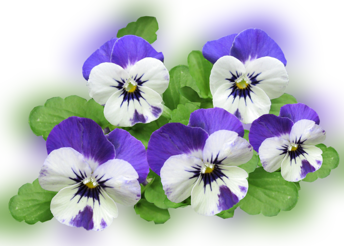 Color Palette Ideas From Flower Flowering Plant Pansy - Pansy (700x500), Png Download