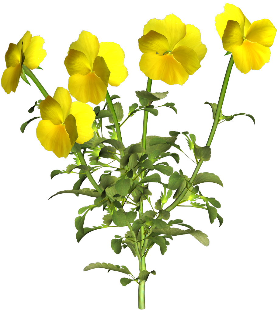 Pansy (1024x1024), Png Download