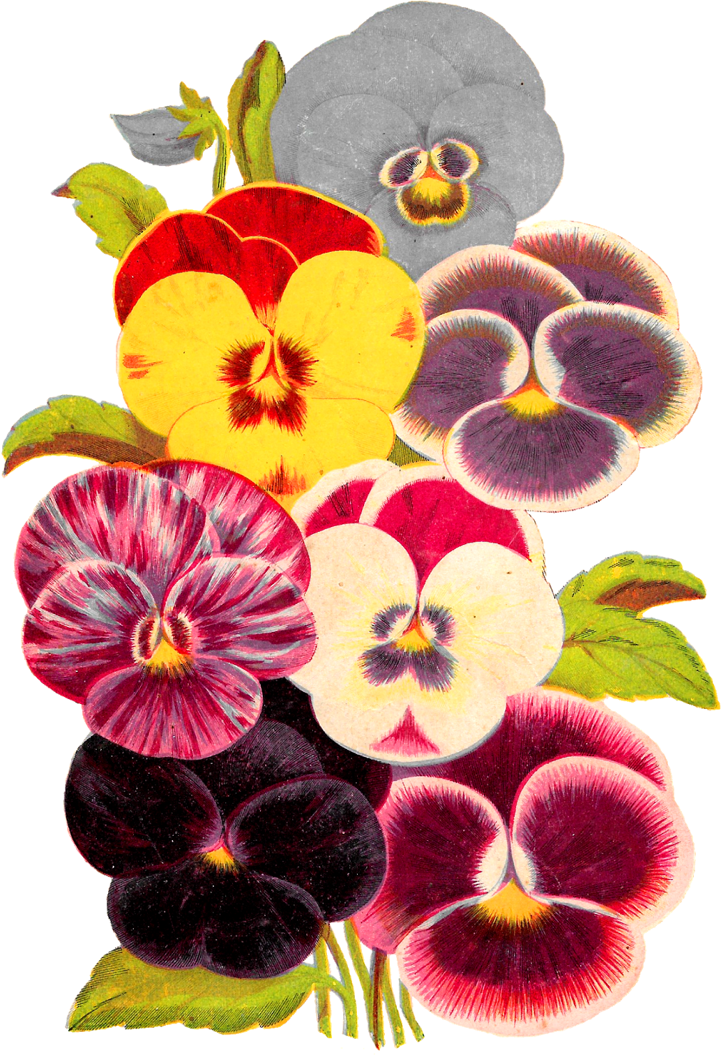 Vintage Pansy Image - Pansy Vintage Png (1121x1600), Png Download