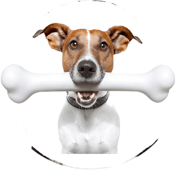 6 Steps To﻿﻿ ﻿stop Your Dog Barking [free Printable] - Un Perro Con Un Hueso (960x685), Png Download