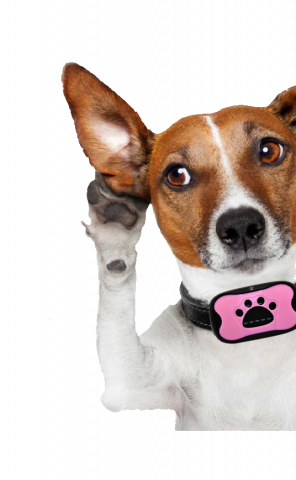 Launch Of A High Quality All Weather No Shock Dog Training - Wahl Easy Ear Cleaner - 500 Ml (296x480), Png Download