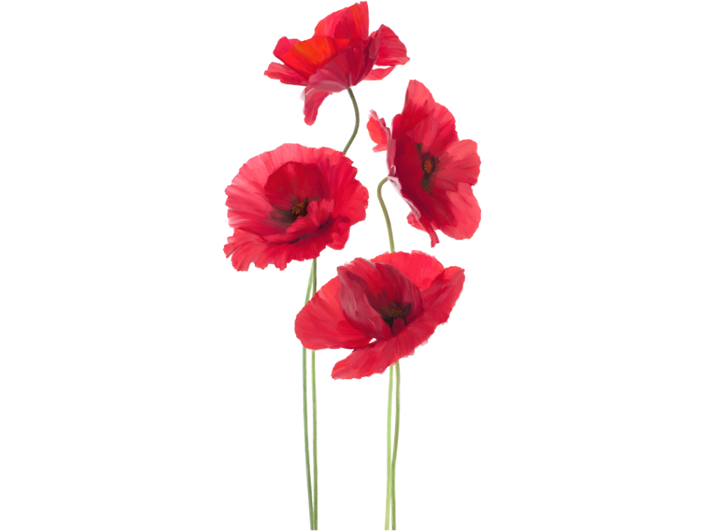 Previous - War Poppy (1000x1000), Png Download