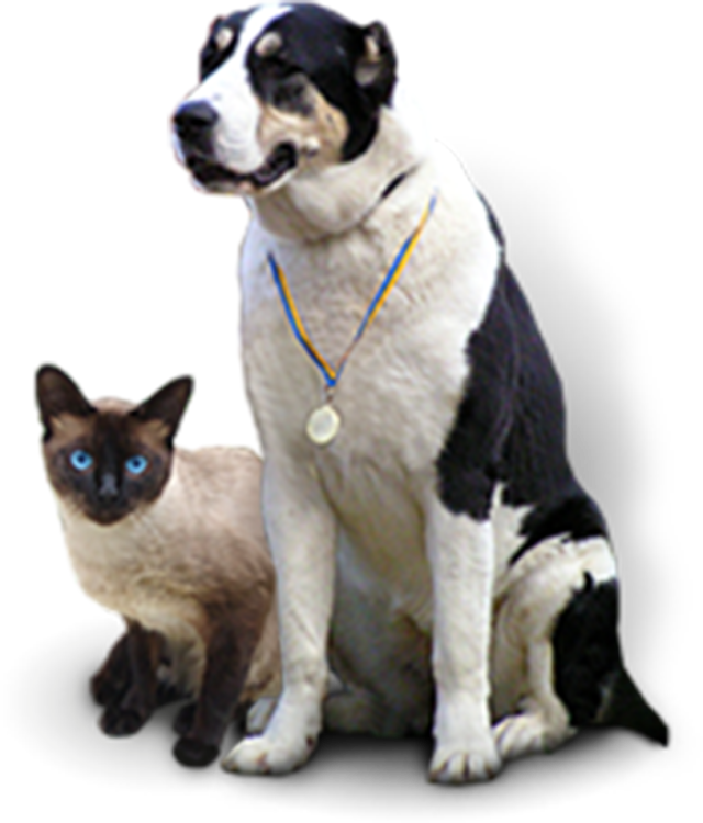 Cat Png Small (640x750), Png Download