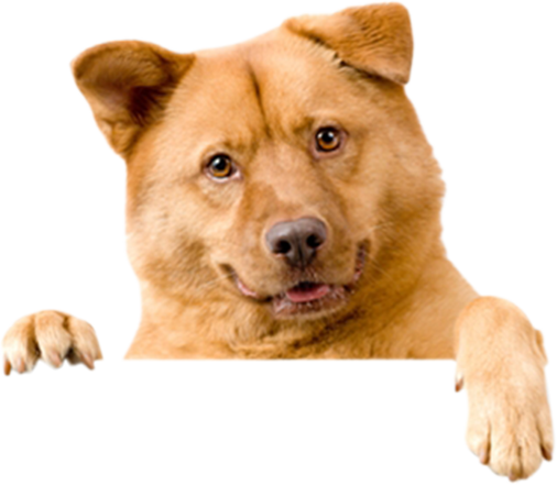 Freeform Dog - Domestic Cats And Dogs (506x442), Png Download