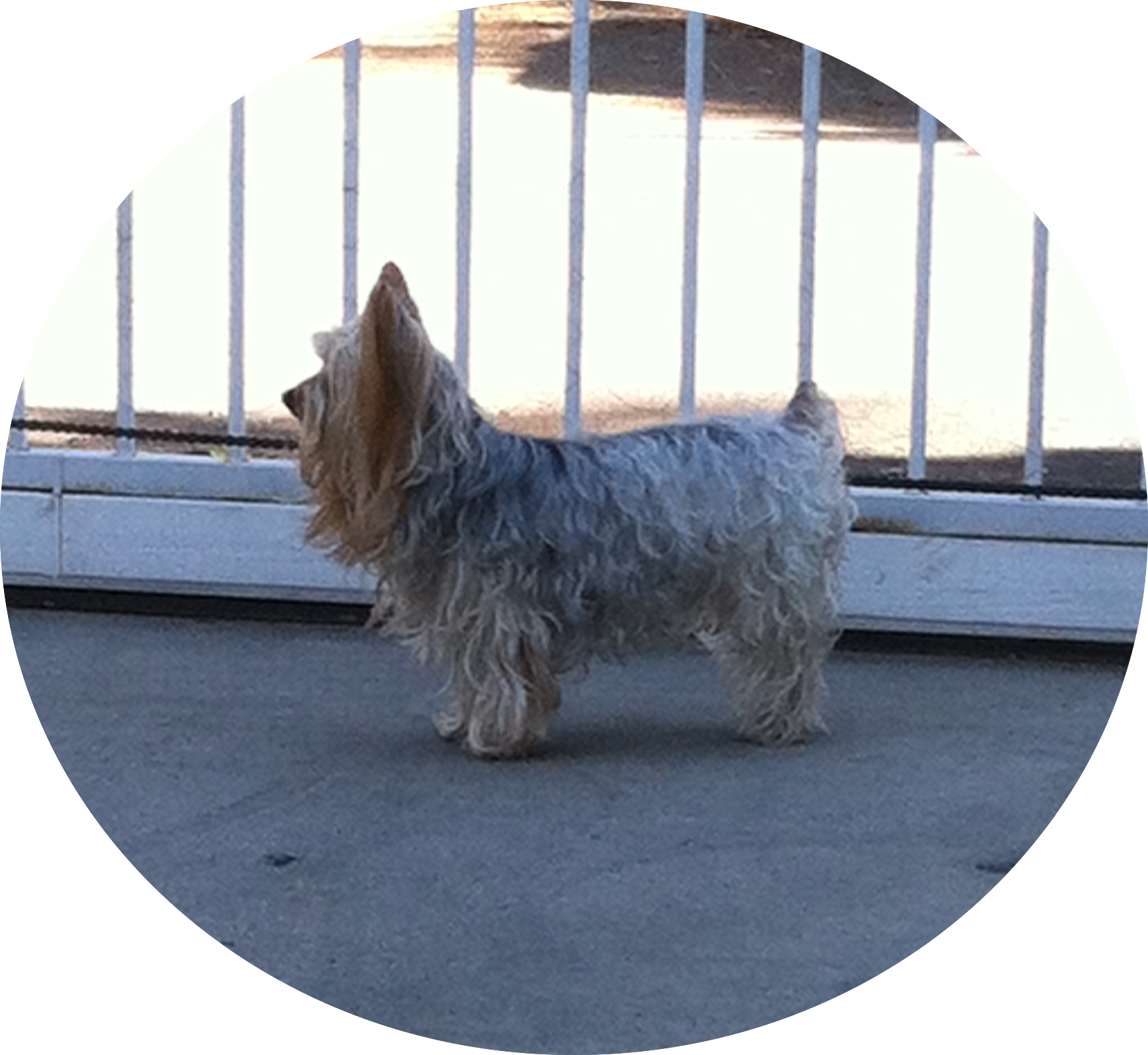Img - Australian Silky Terrier (1736x1595), Png Download