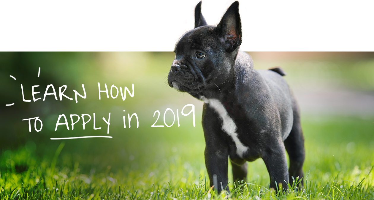 Florence, Az Celebrates Annual Pooch Party After Receiving - French Bulldog (1260x676), Png Download