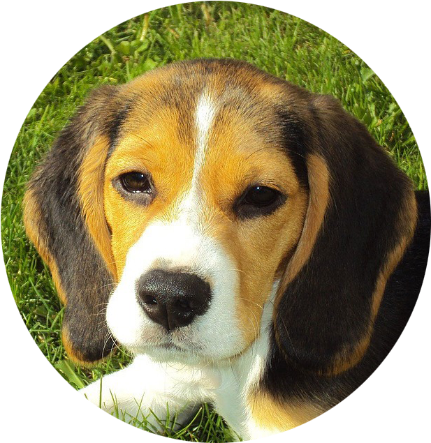 The Training Begins When Your Dog Is Barking - Dog Photo Personalized Square Car Magnet 3" X 3" (960x685), Png Download