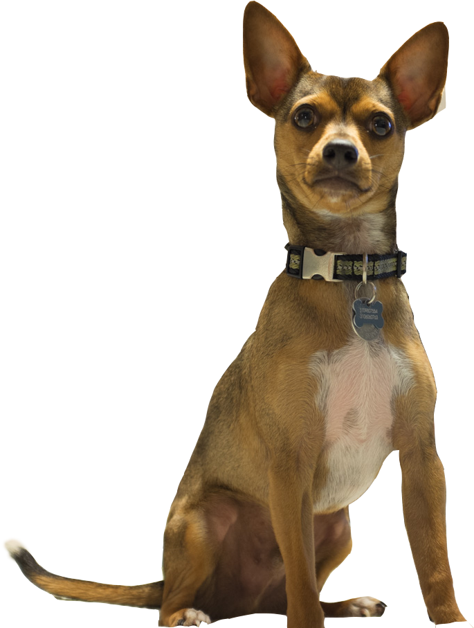 Barking Cheweenie - Companion Dog (1500x1000), Png Download