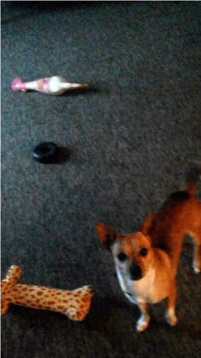 Pansy Adopted Into A Forever Home - Chihuahua (800x750), Png Download