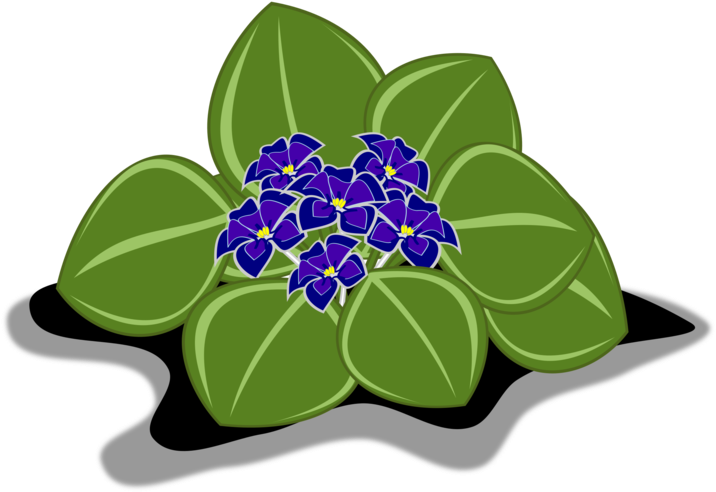 African Violets Plants Pansy Drawing Marsh Blue Violet - Flora Africana Png (750x750), Png Download
