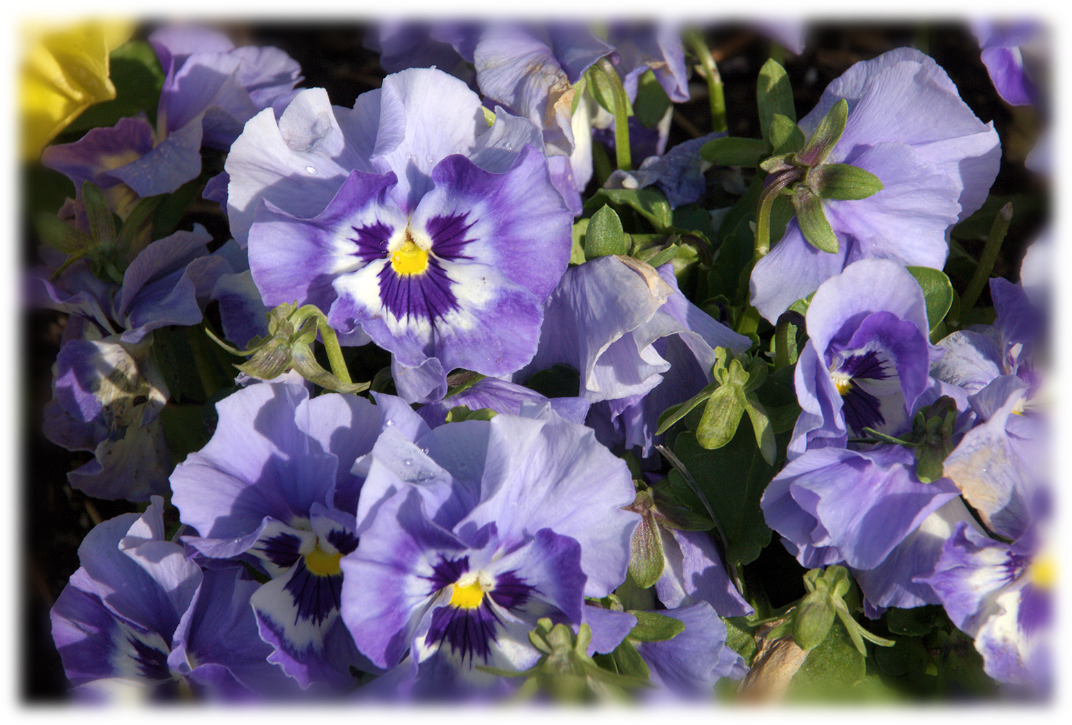 Contact Us - Pansy (1667x1108), Png Download