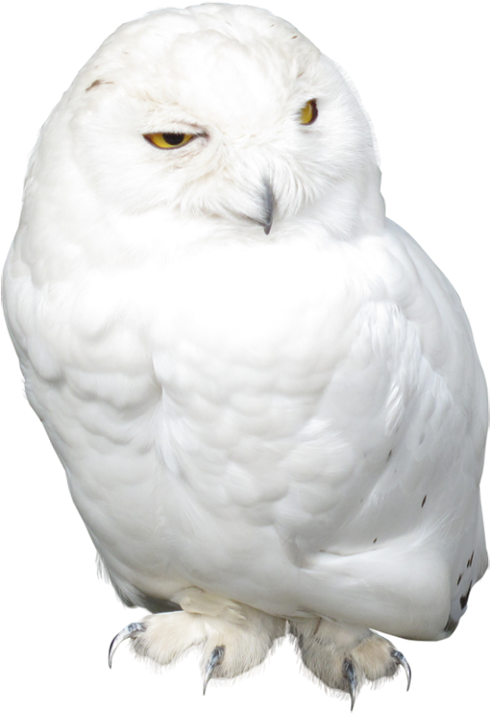 White Owl Png (560x806), Png Download