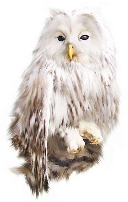 White Owl Transparent (461x688), Png Download