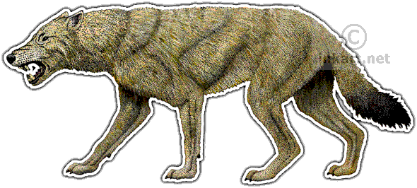 Dire Wolf Decal - Dire Wolf Transparent (590x266), Png Download