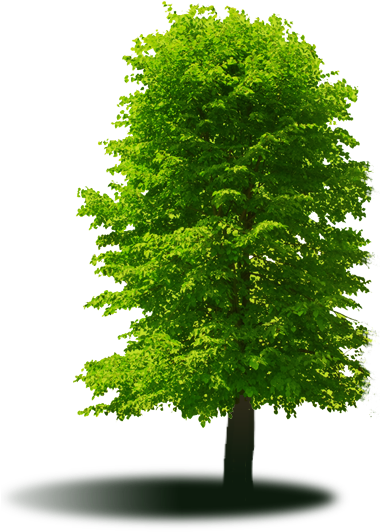 Lakeway Nursery Also Operates A Full Garden Centre - Nz Native Tree Png (379x540), Png Download