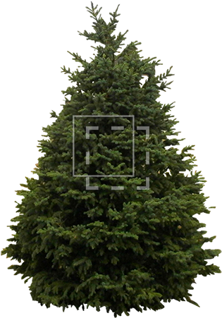 Source - Www - Wpclipart - Com - Bare Christmas Tree Png (450x450), Png Download