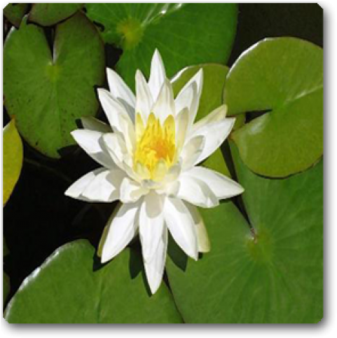 White Lotus 2 (650x489), Png Download