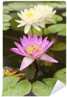 Pink And White Lotus Or Water Lily Wall Mural • Pixers® - Water Lilies (400x400), Png Download