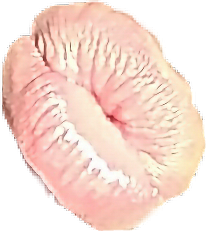 Stony Coral (696x780), Png Download