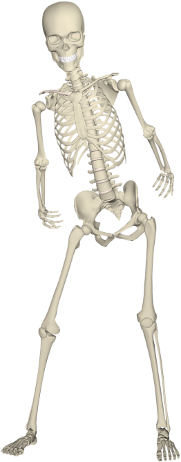 Illustrations - Skeleton Leg Png (500x750), Png Download